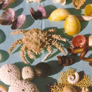 Book of Shells: A Shell Game