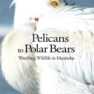 Pelicans to Polar Bears: Watching Wildlife in Manitoba